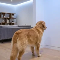 Why Dogs Stare at Empty Corners: Canine Perception or Something Beyond the Physical? dogs-staring-at-nothing-spiritual-meaning.webp