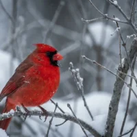 red-cardinal-after-death-meaning.webp