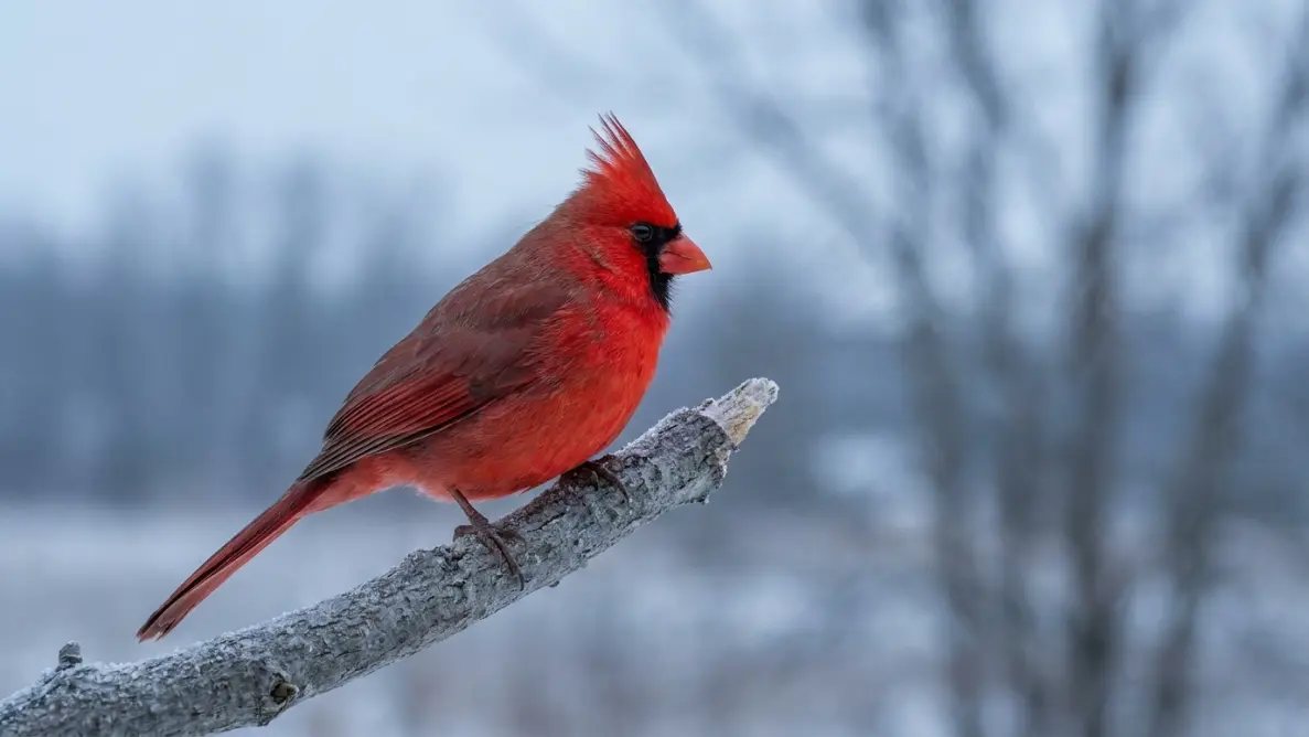 close-up of a red cardinal perched on a bare gray branch in winter light, symbolizing comfort and spiritual meaning after losing someone