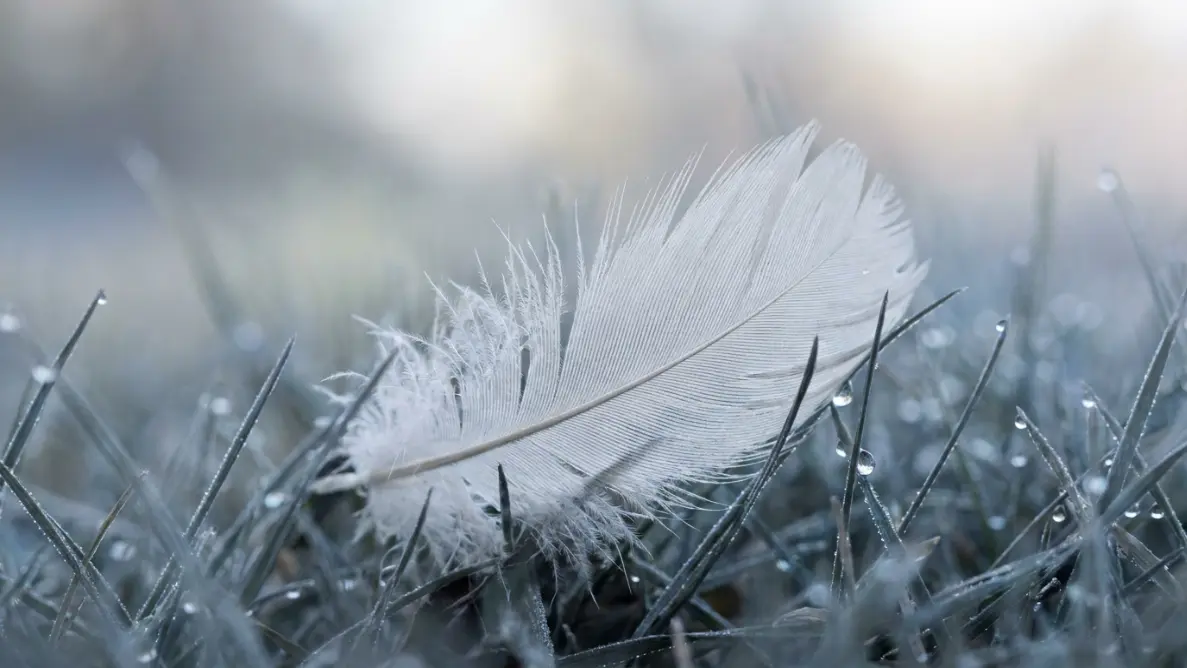 white feather caught in pale grass under gray-blue light, illustrating focused observation and white feather spiritual meaning