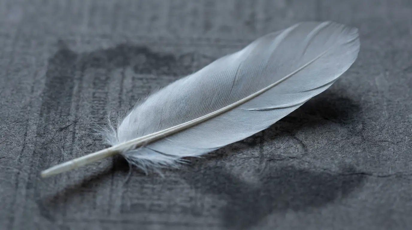 white feather placed on dark archival paper with cool gray-blue light, showing the layered history of white feather meaning