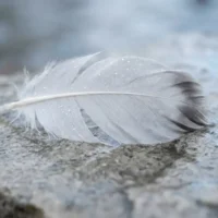 Finding a White Feather: Comforting Sign or Focused Observation Bias? white-feather-spiritual-meaning.webp