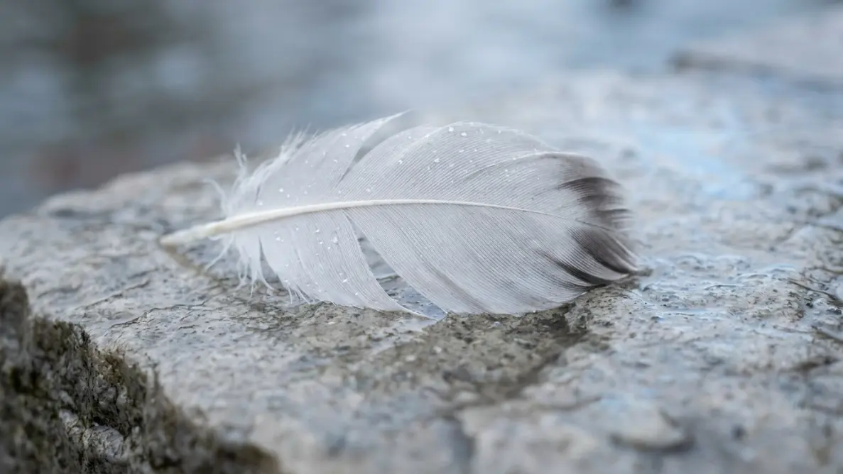 Finding a White Feather: Comforting Sign or Focused Observation Bias?