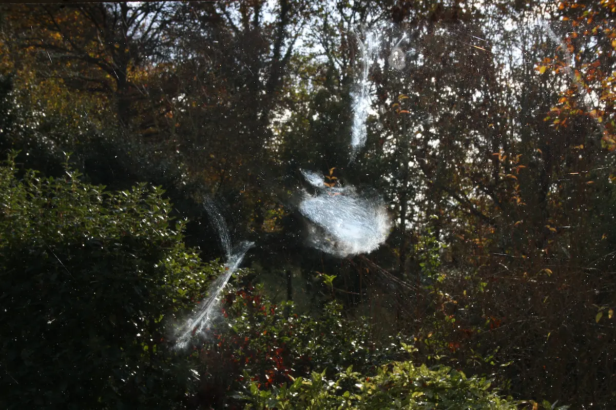 Dusty wing imprint left on the glass after a bird hit your window, with shrubs and trees behind it