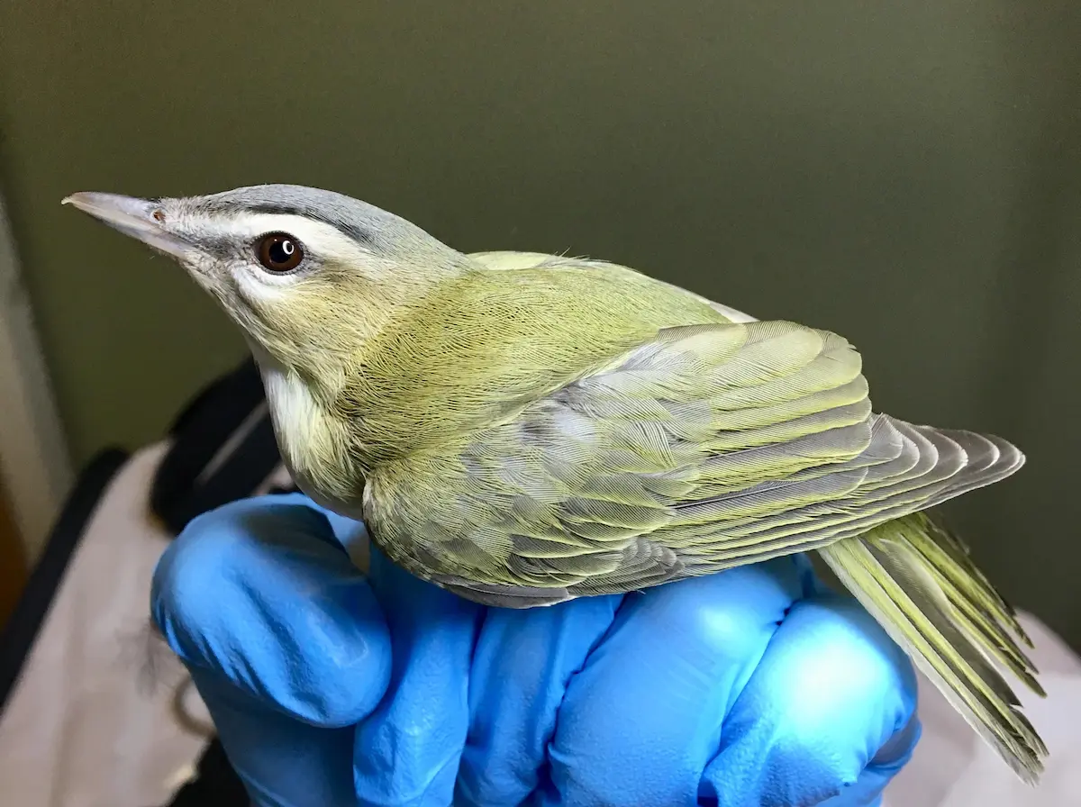 Red-eyed vireo held in a gloved hand at a wildlife rehabilitation center after hitting a window