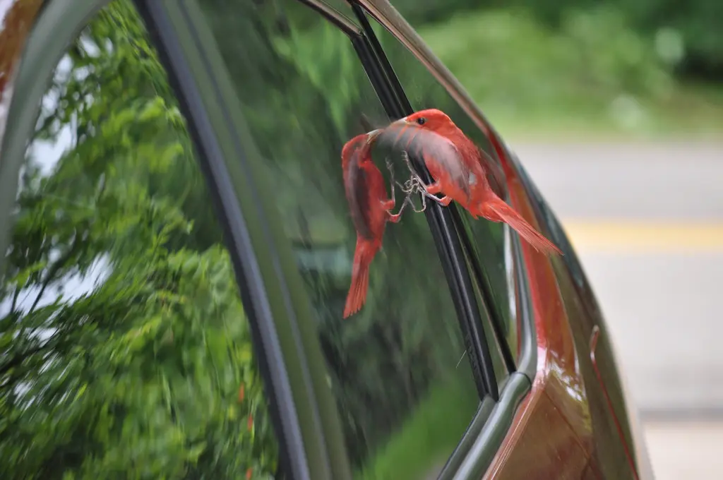 Male summer tanager fluttering against its own reflection in a car window